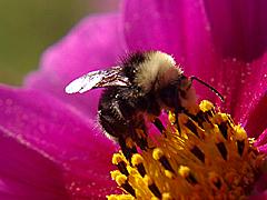 Yellow-faced Bumble Bee